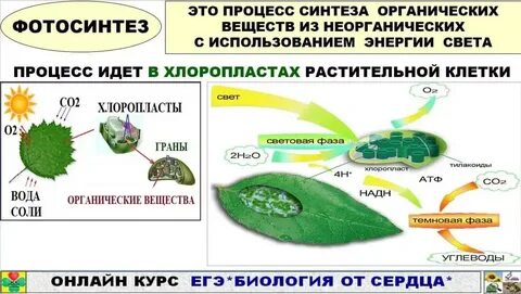 Схема фотосинтеза егэ биология