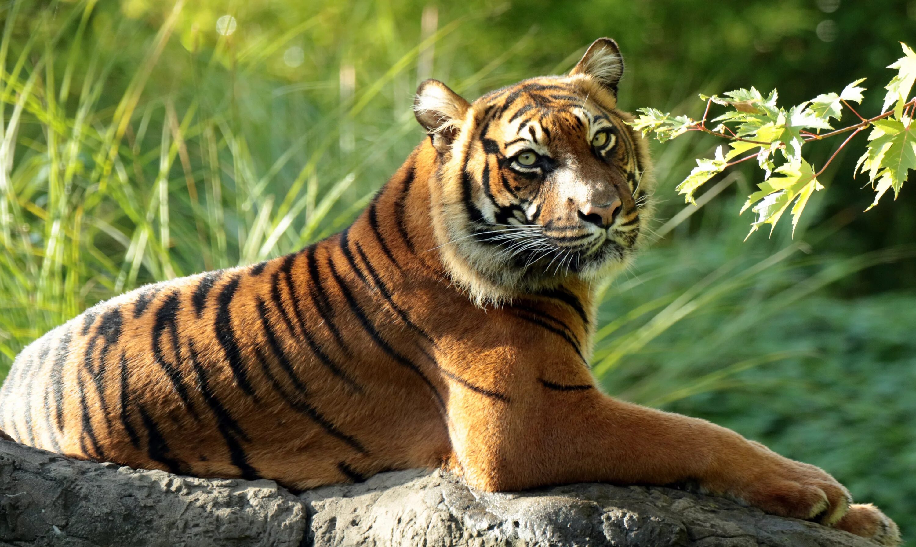 Хорош тайгер. Суматранский тигр. Амурский Сибирский тигр. Желтый Земляной тигр. Красивый тигр.