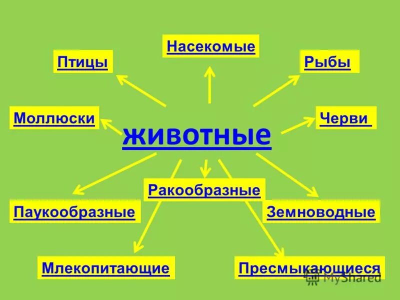 Многообразие животного мира схема фото