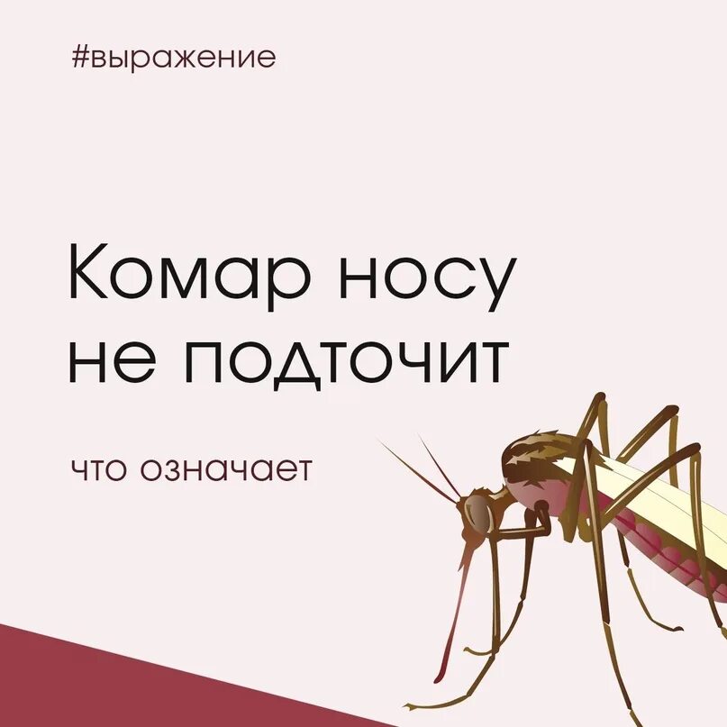 Смысл пословицы комар носа. Выражение комар носа не подточит. Фразеологизм комар носу. Нос комара. Пословица и комар носа.