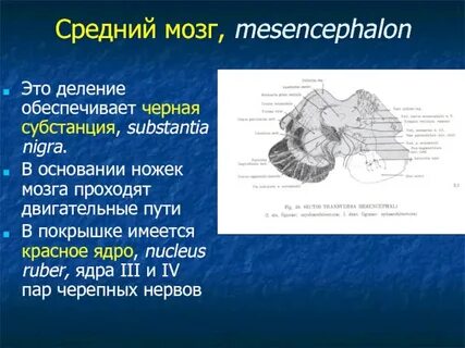 Нервы среднего мозга
