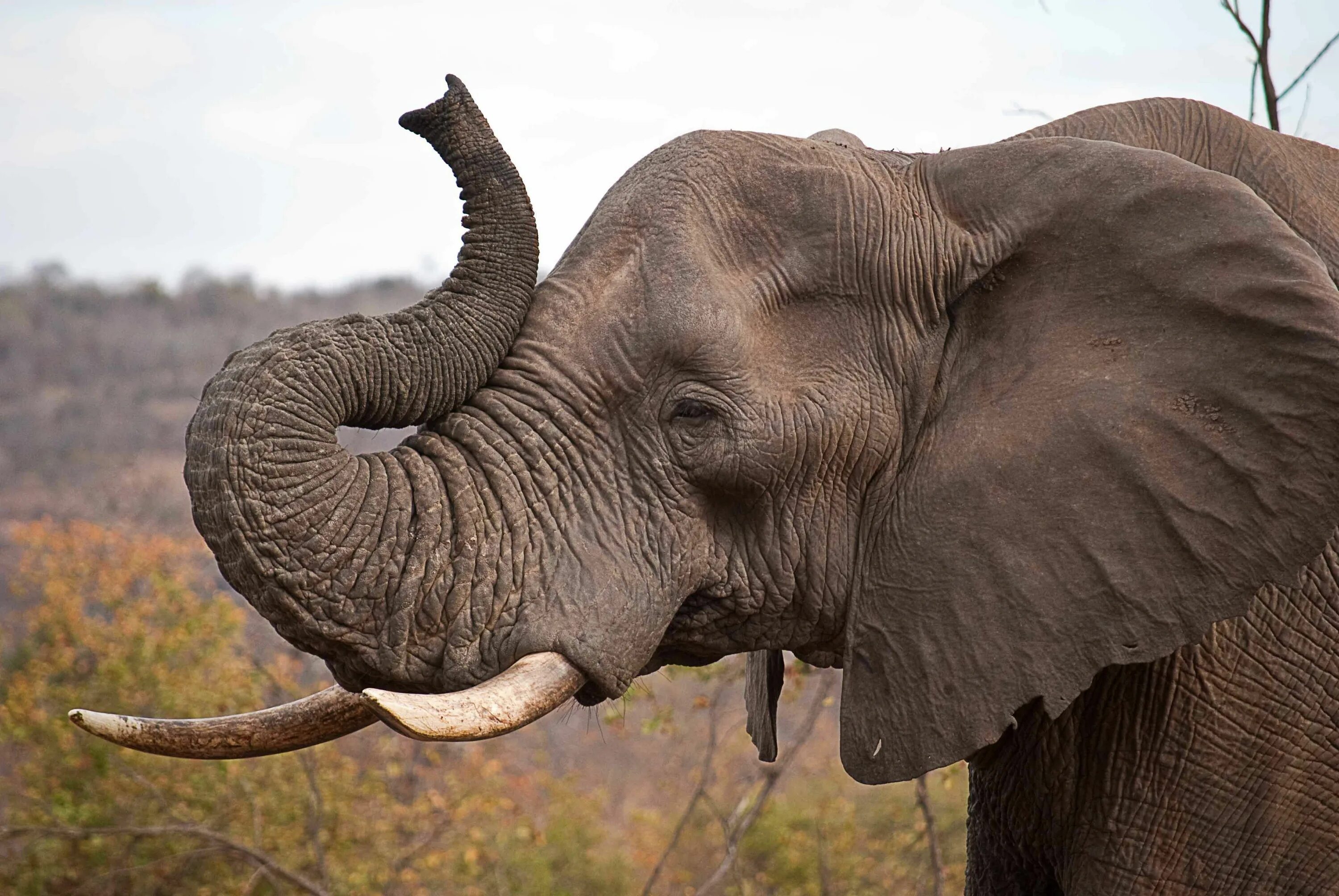 Хобот африканского слона. Слон сбоку с поднятым хоботом. Африканский слон Хобок. Голова слона сбоку. Слон слоновый