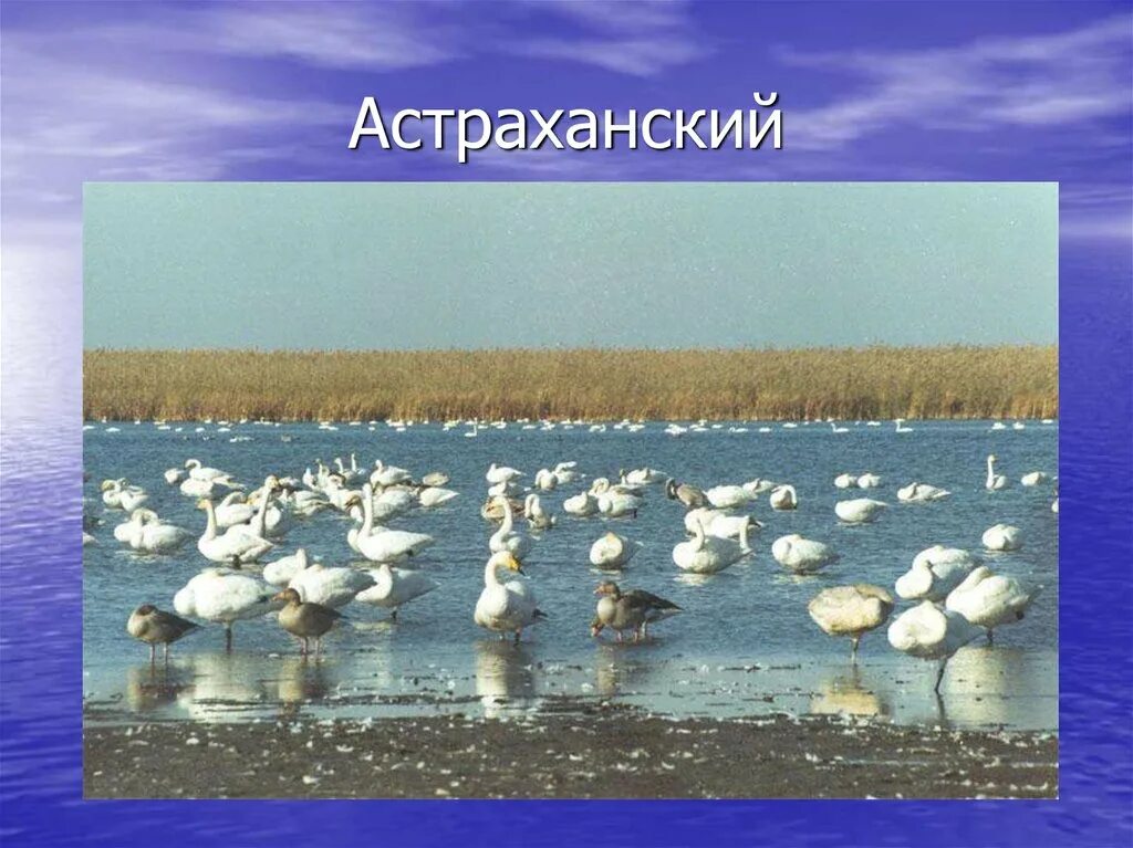 Астраханский заповедник основные объекты охраны. Астраханский заповедник презентация. Заповедники России презентация Астраханский заповедник. Астраханский заповедник рисунки. Астраханский заповедник картинки для презентации.