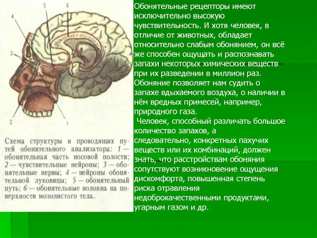 Обонятельный канал. Обонятельный нерв анализатор. Обонятельный анализатор Рецептор обонятельный нерв. Обаятельный анализатор Нейроны. Нейроны обонятельного анализатора.