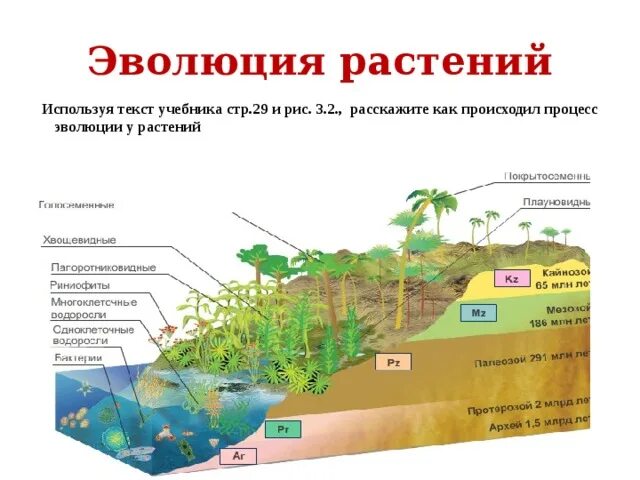 Усложнение организации покрытосеменных