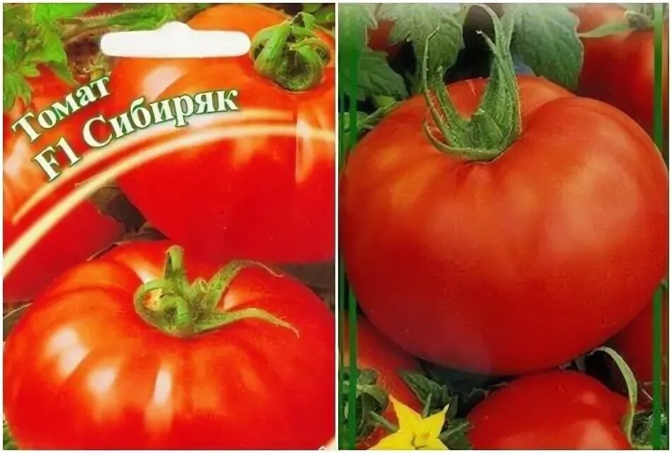 Сорт томата "мамин сибиряк". Томат даренка. Томат корейский длинноплодный. Томат банан красный. Томат малиновый тюлень 20шт.
