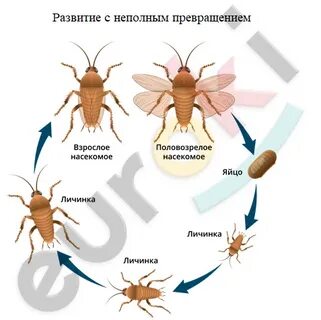 У насекомых с отсутствует стадия