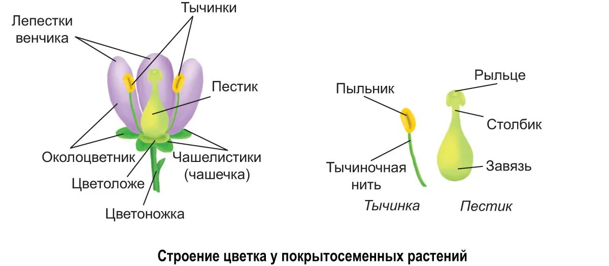 Пестик вегетативный орган