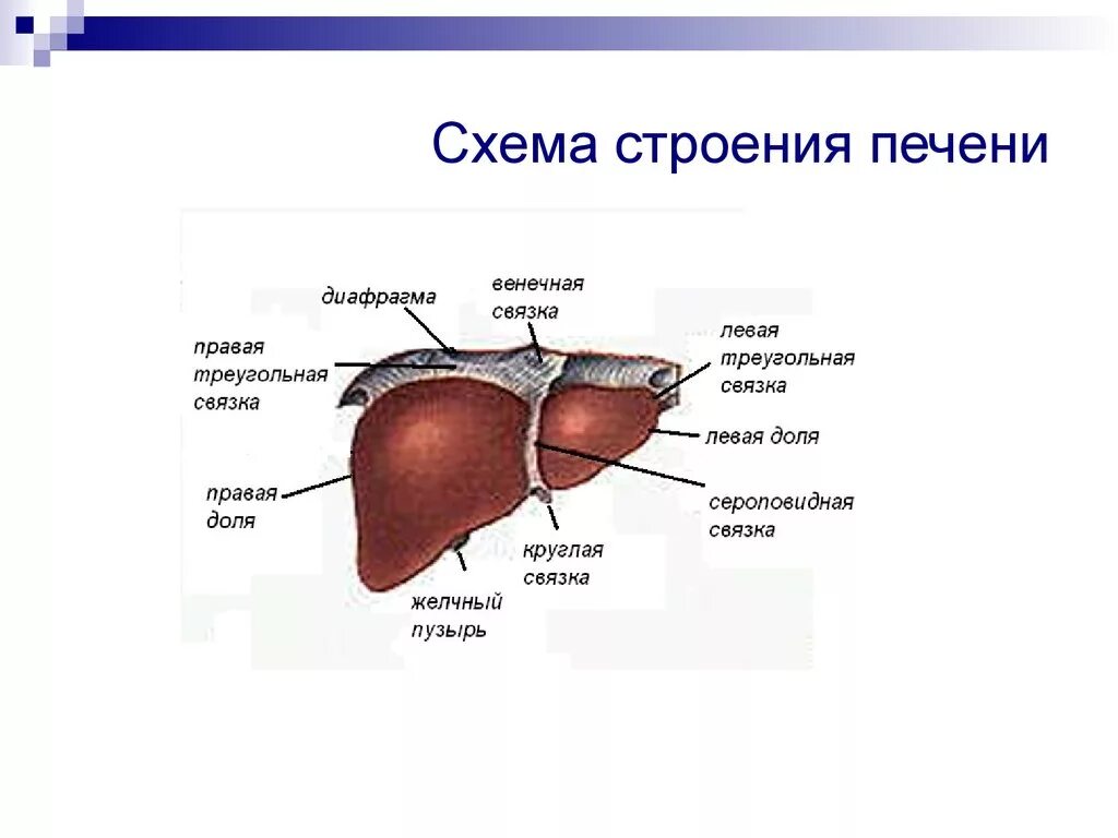 В какой части печень