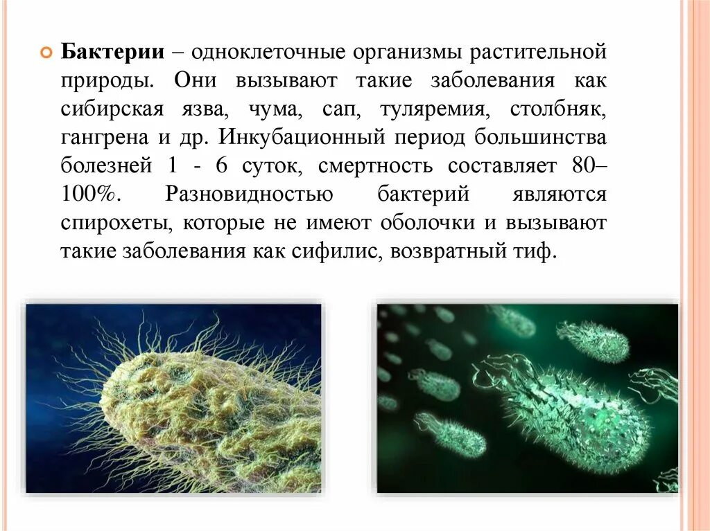 Почему бактерии одноклеточные