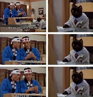 The cat he is black