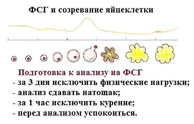 Гормон фсг на какой день. ФСГ на какой день цикла сдавать. На какой день сдавать ФСГ. ФСГ по дням цикла таблица у женщин. На какой день цикла сдавать ФС.