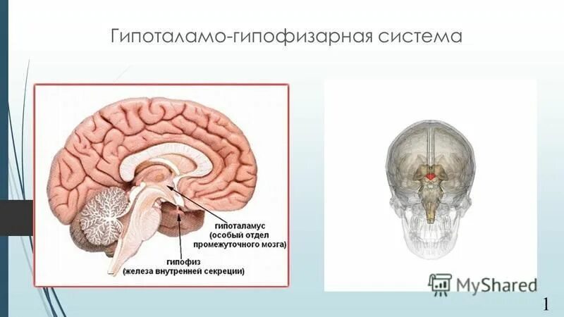структура промежуточный мозг гипофиз. функции гипофиза головного мозга. железо внутренние секреции гипофиз. отдел мозга связанный с гипофизом. отдел мозга связанный с гипофизом.