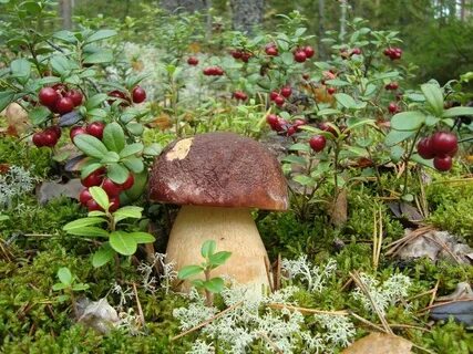 Сады боровик