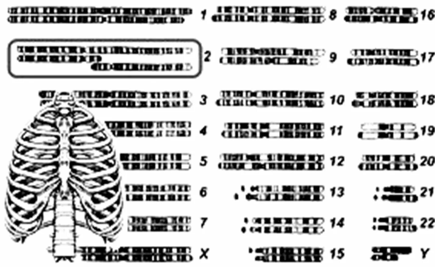 хромосомы у животных. сколько хромосом у гориллы. сколько хромосом у гориллы. количество хромосом у животных таблица. сравнение человека и примата.