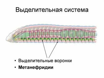 Грудная клетка плоских круглых кольчатых червей