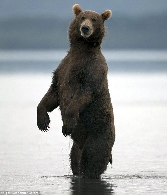 Бурый медведь Камчатки. Бурый медведь Камчатский медведь. Медведь Камчатский Камчатский бурый. Медведь на задних лапах.