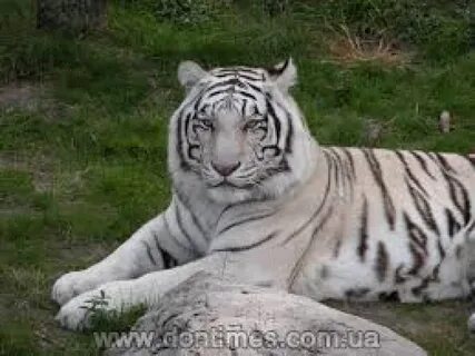 Какие тигры белые