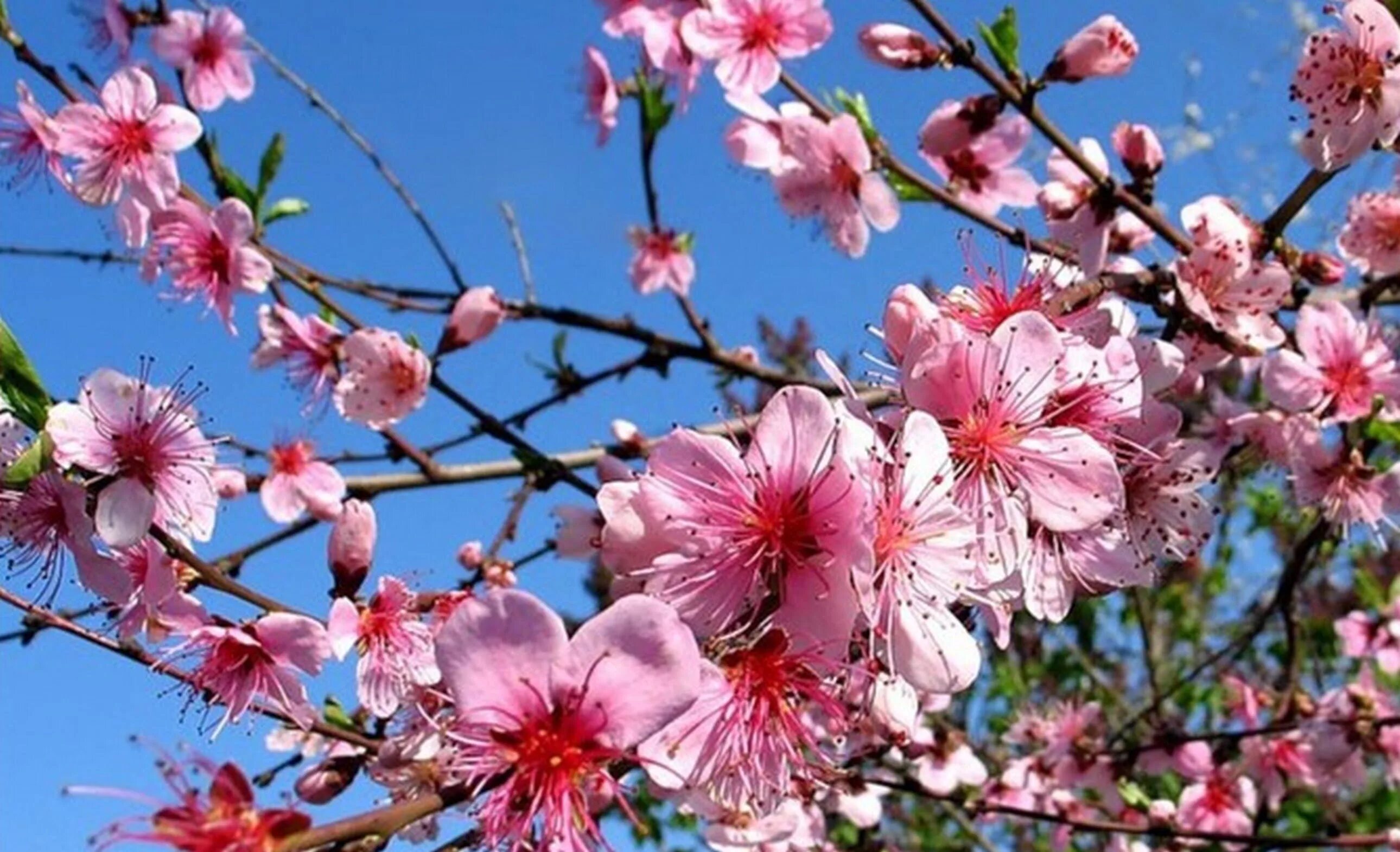 Что цветет розовым в крыму. Абрикос цветет в Крыму. Абрикосовое дерево цветение Крым. Персик дерево цветет. Персиковое дерево цветение.