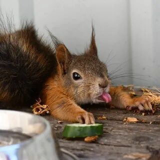 therapy_squirrel) в Instagram: "Just yawns a bit 😋 Weekend is here! ...