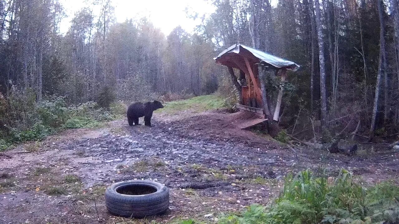 ЛОВУШКА на медведя. Кормушка для медведя.