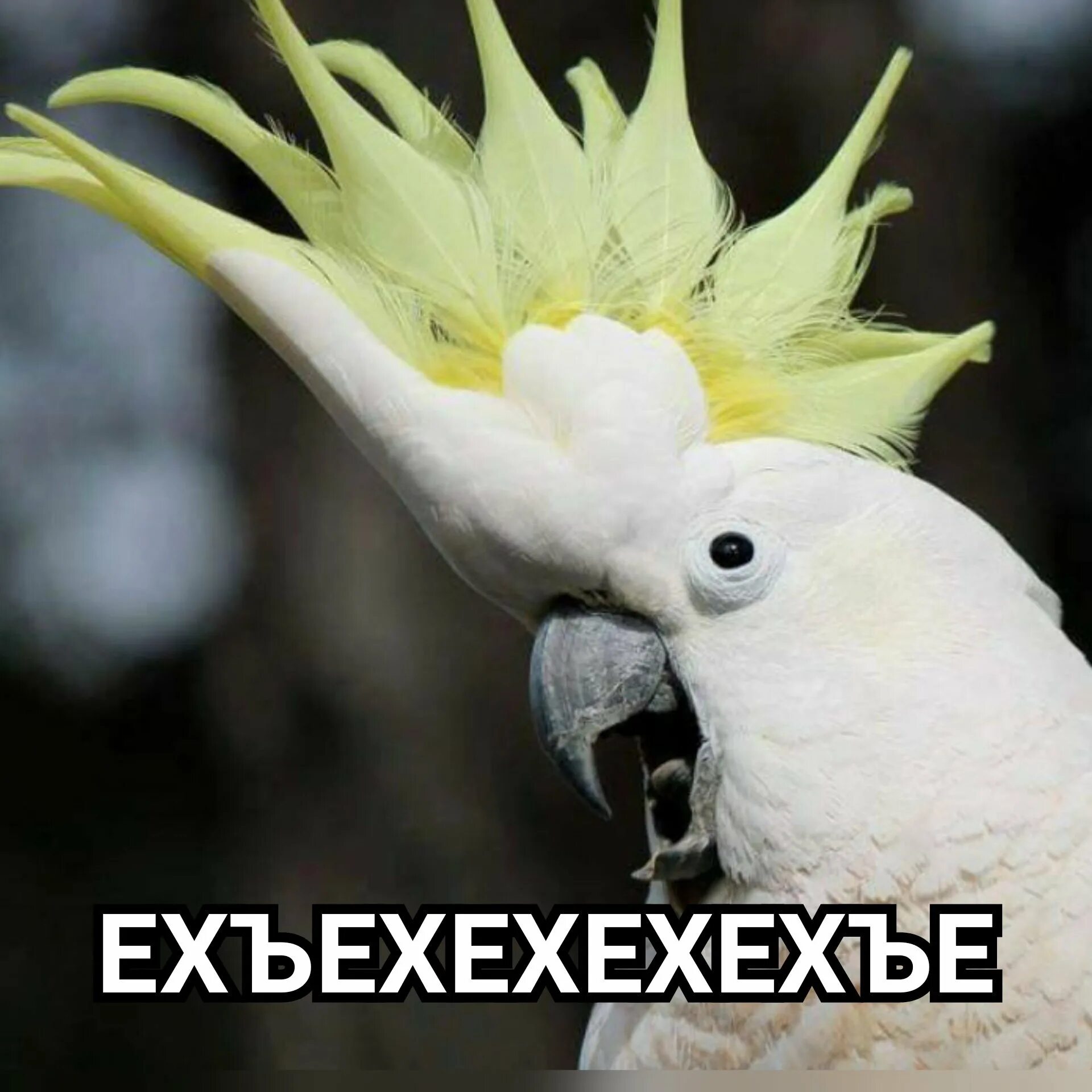Какаду желтохохлый попугай кеша. Забавный какаду. Забавный какаду. Попугай танцует. Лапы какаду.