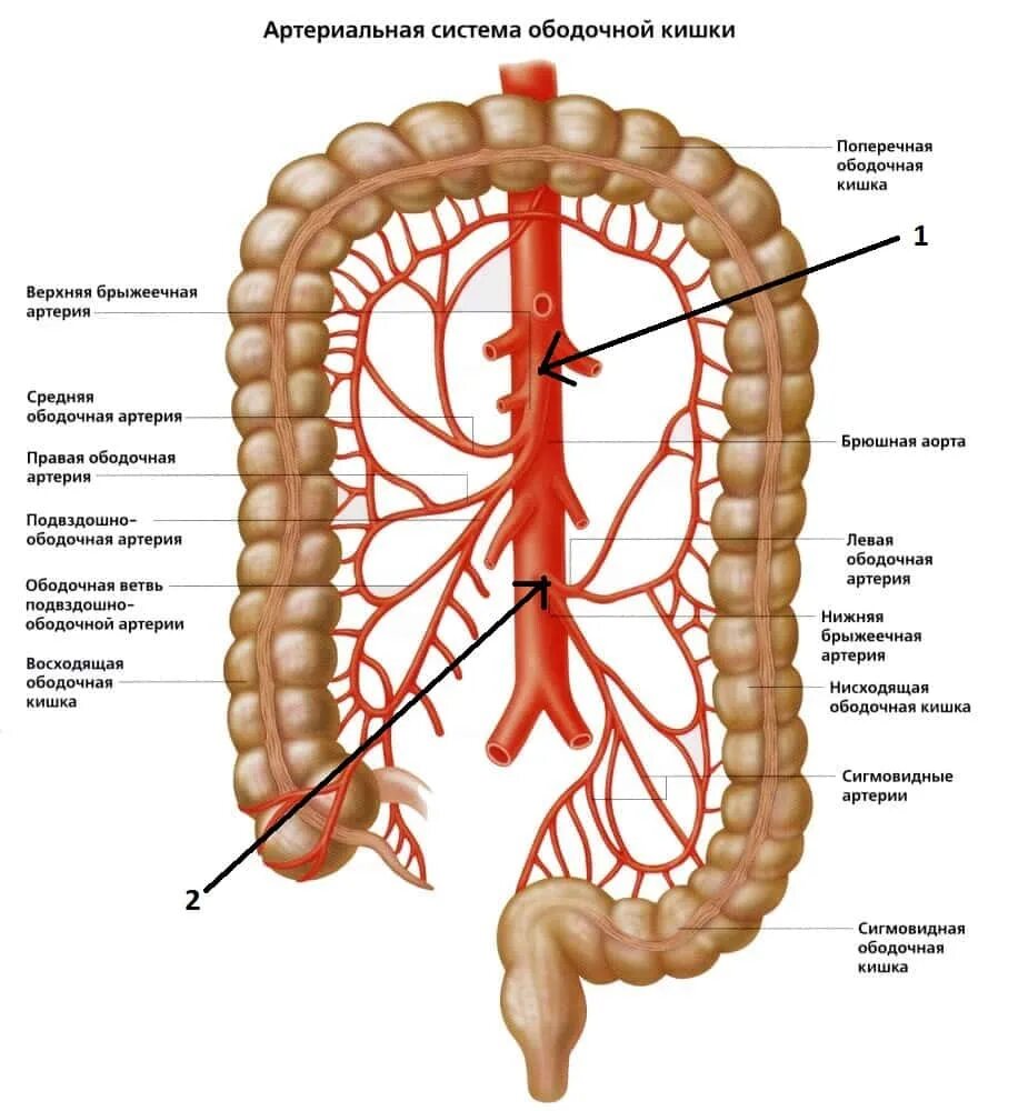 Брюшная ишемия. Кровоснабжение толстой кишки анатомия. Кровоснабжение Толстого кишечника анатомия. Кровоснабжение ободочной кишки анатомия. Ветви верхней брыжеечной артерии.