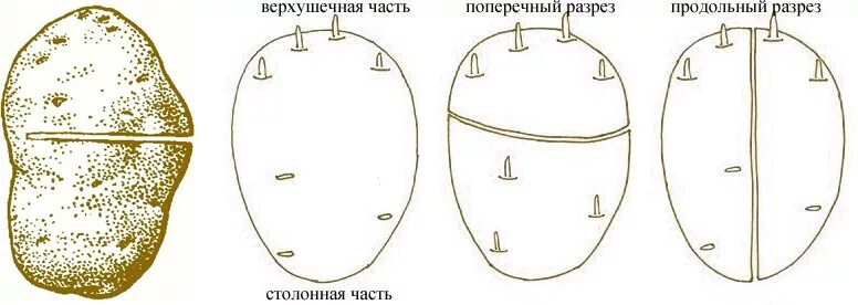 Режем картофель перед посадкой. Поперечный надрез на семенном картофеле. Поперечный надрез на семенной картошке. Поперечные кольцевые надрезы на картофеле. Надрез картофеля перед посадкой кольцевой.