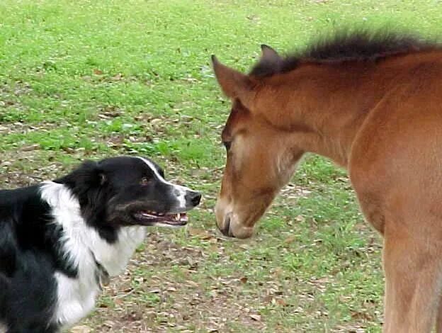 Приключения долли. Лошадь и собака фото. Лошади на рабочий стол. The dog horse. The dog horse.