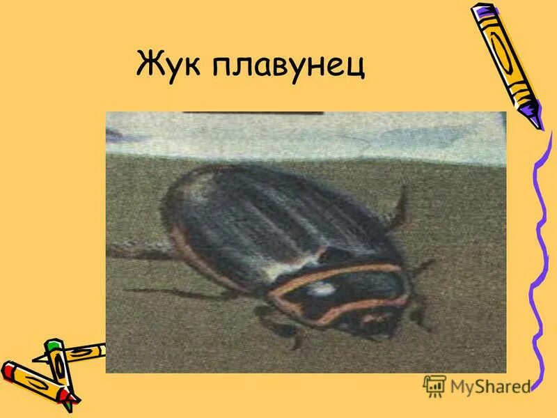 растениями питаются выдра бобр жук плавунец жаба