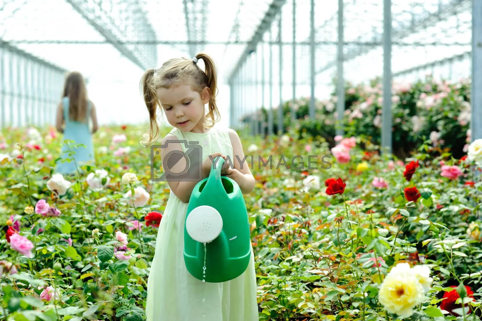 The flowers to water every day. Девочка в теплице. Девочка поливает цветы. Девушка поливает цветы. Дети с цветами в оранжерее.