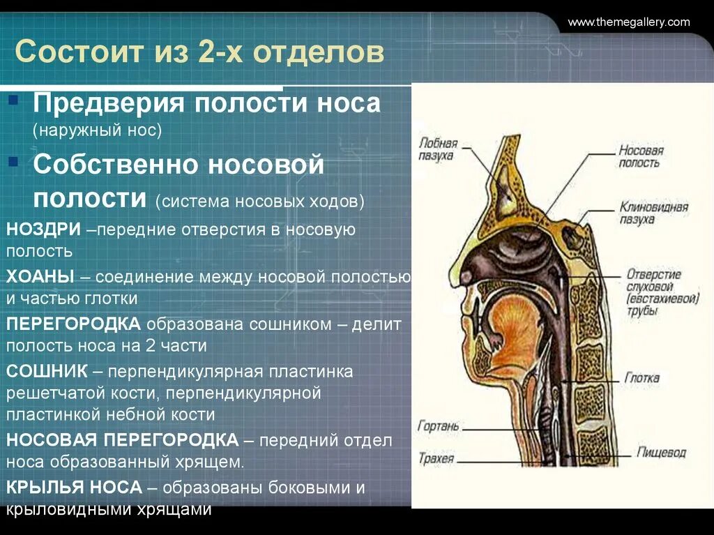 Хоаны анатомия человека. Хоаны дыхательная система. Полость носа хоаны. Хоаны в носовой полости. Полость носа особенности строения