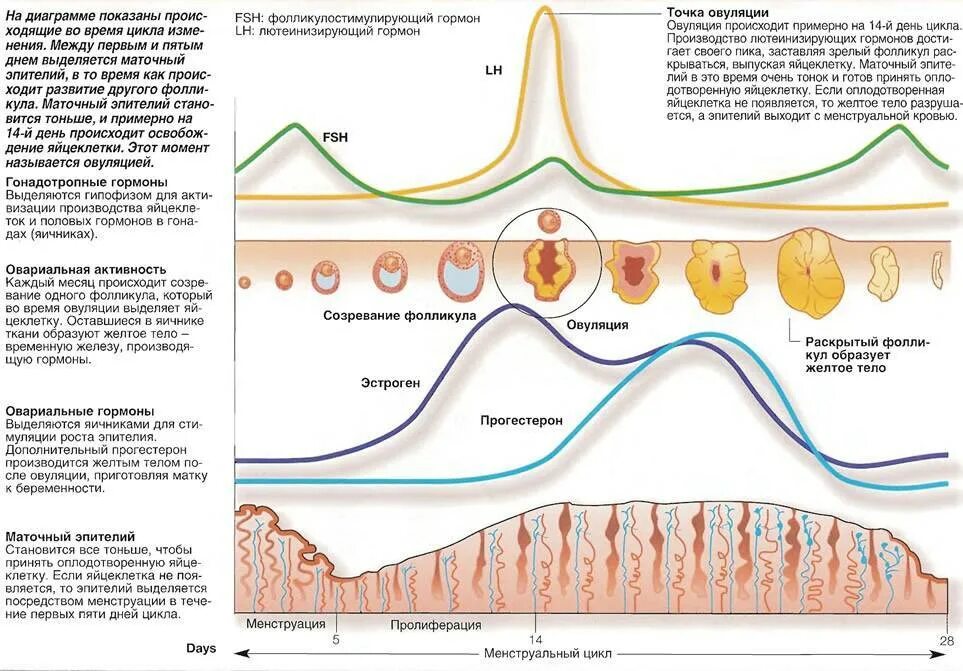 4 5 день цикла. Цикл менструационного цикла и овуляция. Овуляторный цикл схема. Лютеинизирующий гормон овариально менструальный цикл. Фазы менструального цикла схема.