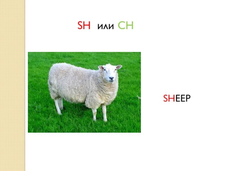 Карточка sheepк для детей. Овца по немецки. Sheep с английского на русский. Sheep надпись. Sheep for kids карточка.