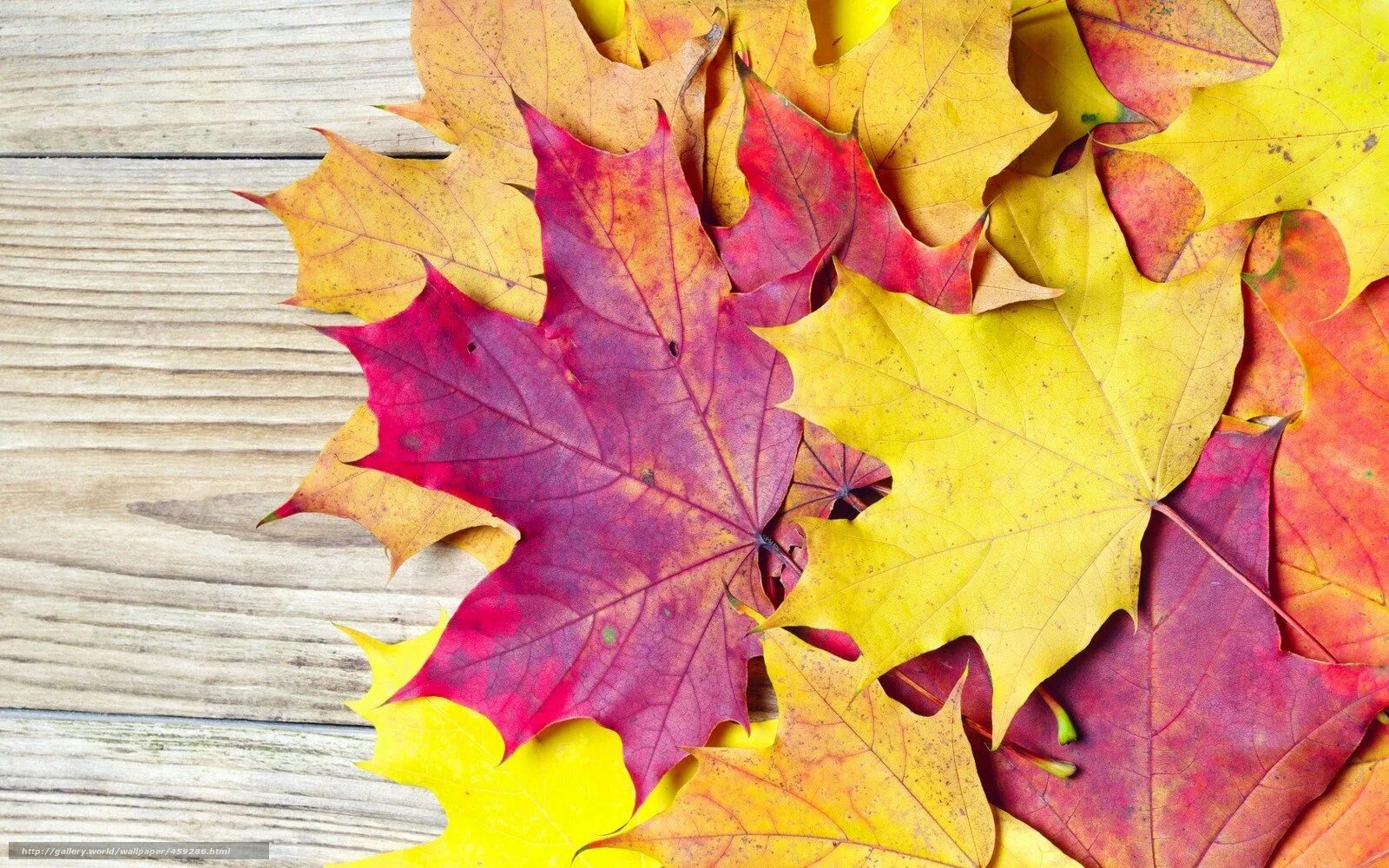 Книга желтый лист. Осень листья. Красивые осенние листья. Осенний фон. Осенний кленовый лист.