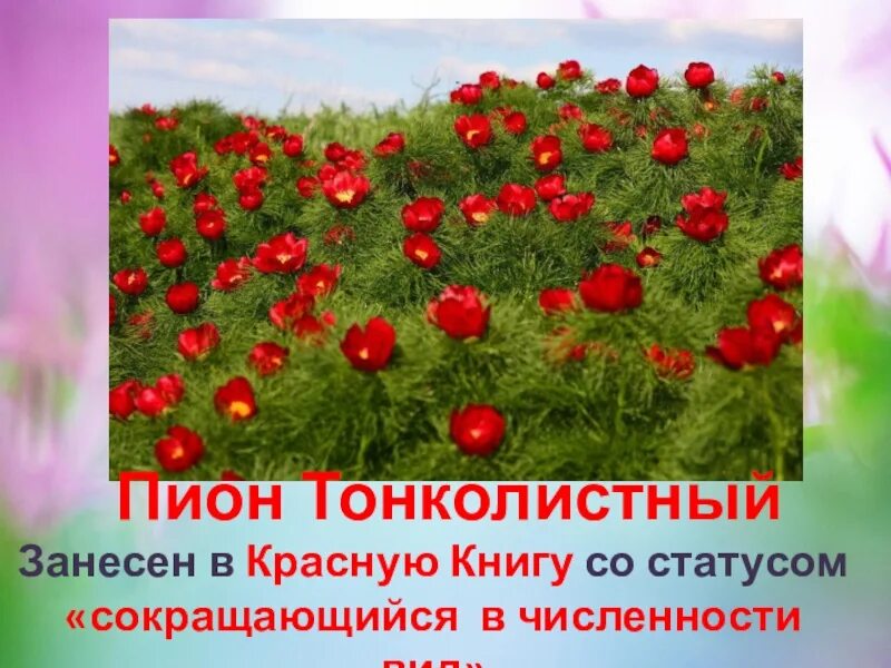 Пион тонколистный фото и описание. Растения крыма пион тонколистный. пион тонколистный красная книга крыма. пион тонколистный занесен в красную книгу. пион тонколистный 2 класса красная.