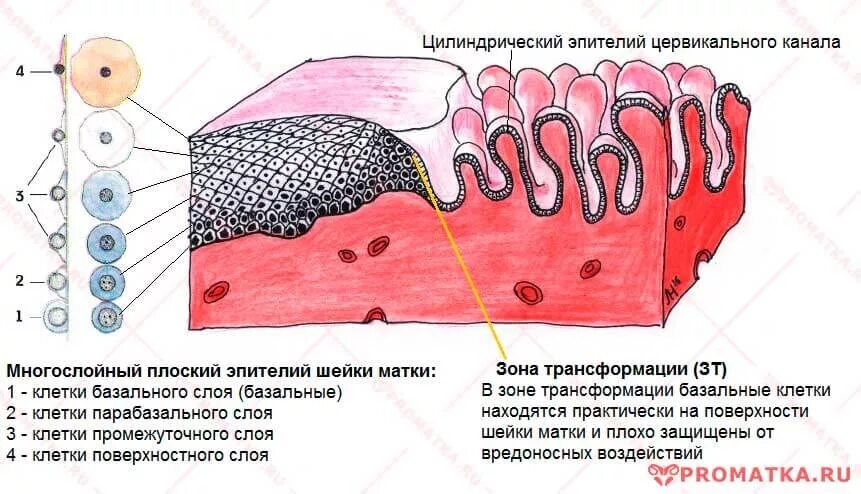 Слой покрывающий легкие. Строение многослойного плоского эпителия шейки матки. Слои цилиндрического эпителия шейки матки. Слои клеток шейки матки. Слизистая оболочка матки цилиндрический эпителий.