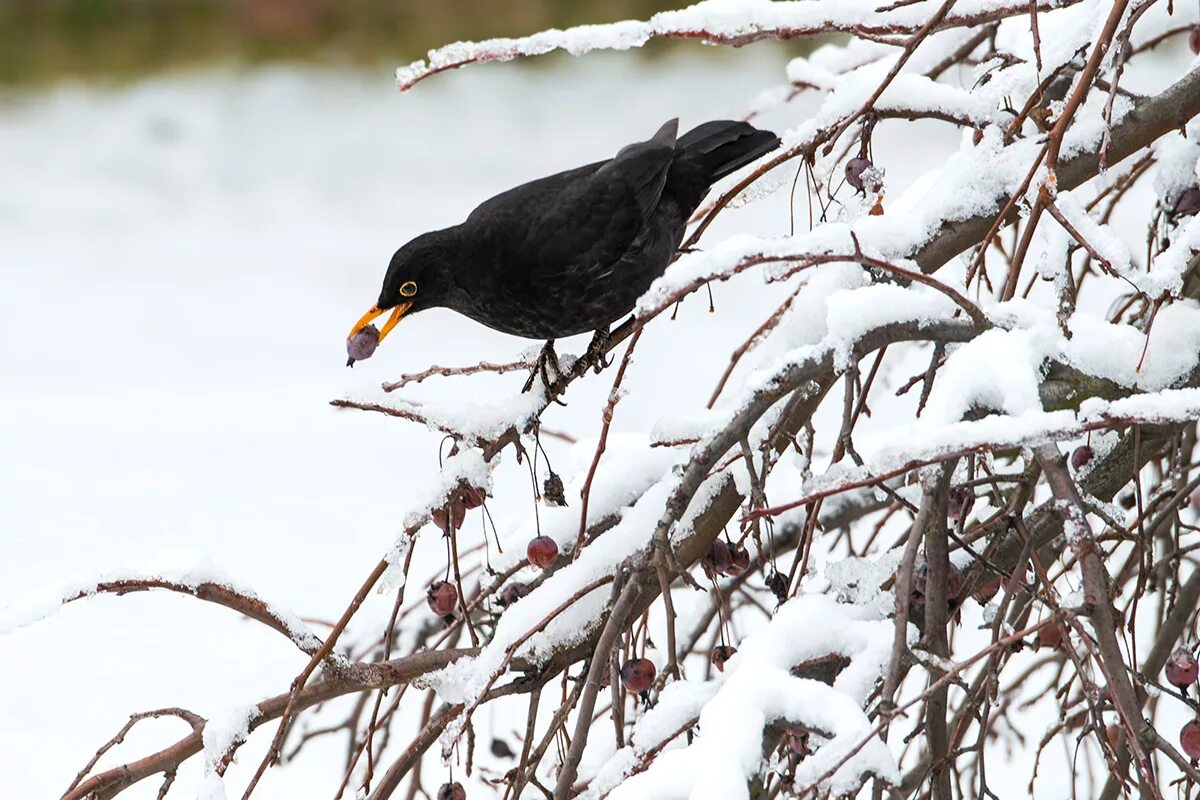 Turdus Merula. Чёрный Дрозд (лат. Turdus Merula). Черный Дрозд зима орех. Чёрные Дрозды в Бишкеке. Черные поющие птицы