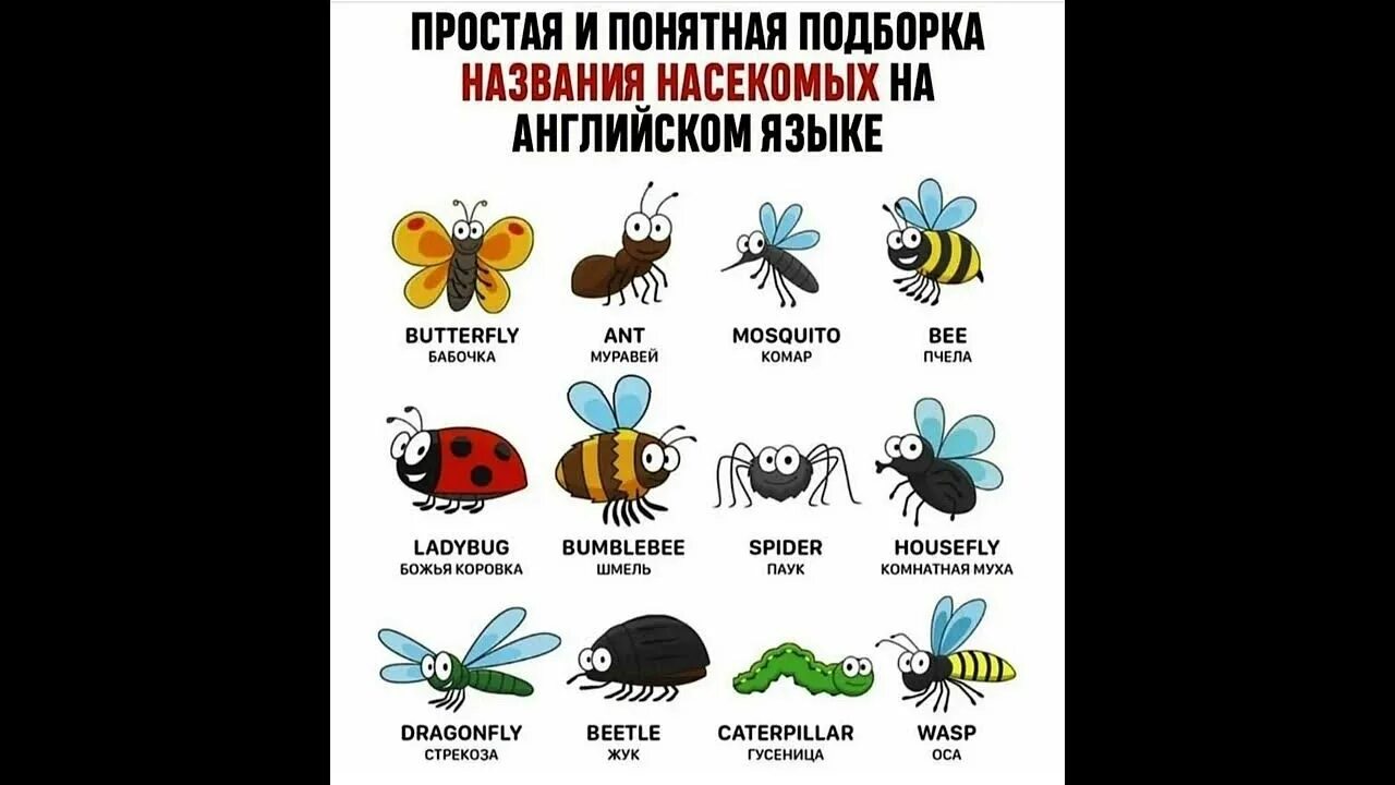 Насекомые на английском языке. Насекомые названия. Список насекомых на английском. Насекомые на английском языке для детей. Жук на английском языке