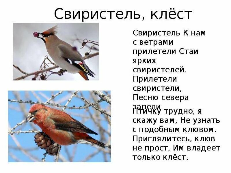 Свиристель приметы. Клест свиристель. Свиристели прилетели. Свиристель презентация. Информация про птицу свиристель.