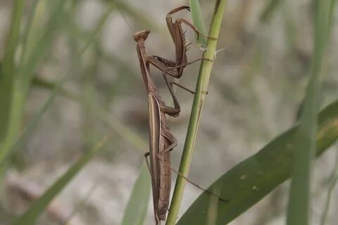 Обыкновенный богомол (Mantis religiosa) Дикий Юг.