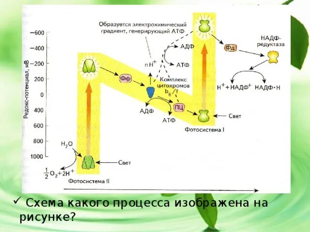 Фотосистема 1 и 2 схема. Схема какого процесса изображена на рисунке. Какой природный процесс изображен на рисунке. Какой природный процесс изображен на схеме.