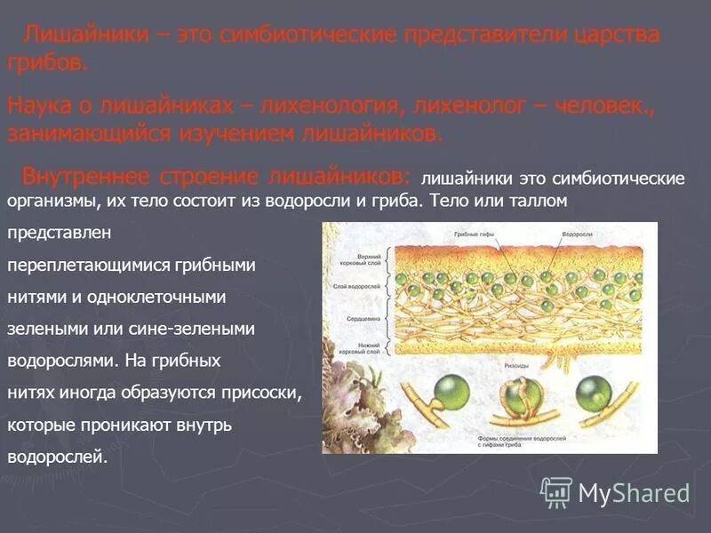 Грибы особая группа симбиотических организмов