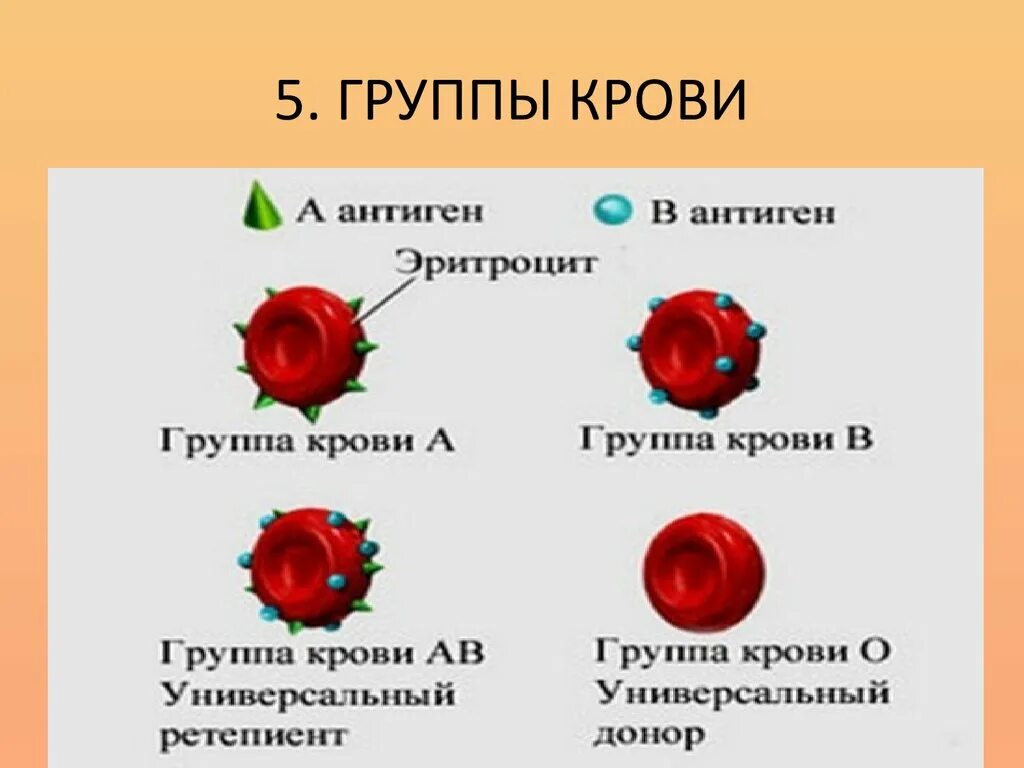 2 группа крови биология. Группа крови. Группы крови человека. Классификация крови человека. Различия между группами крови.