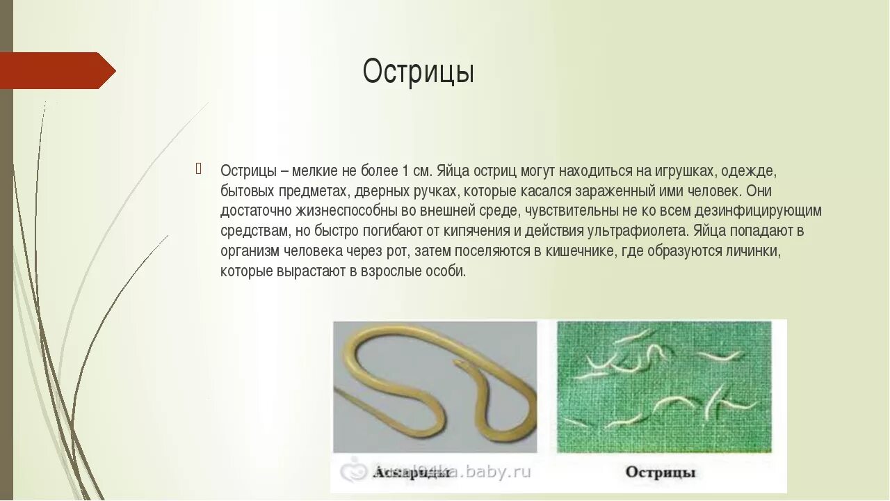 Гельминты энтеробиоз у детей. Глисты энтеробиоз острицы. Лечить глисты ребенку год