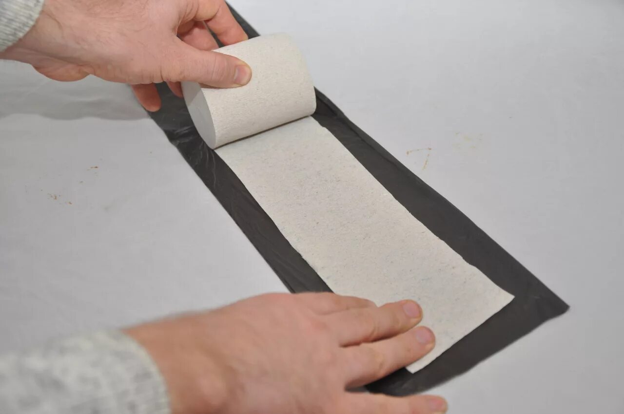 семена на туалетной бумаге. посев семян на туалетную бумагу. посадка в туалетную бумагу. посев семян на рассаду на туалетной бумаге. посадка в туалетную бумагу.