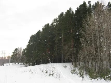 Небольшой лес 5
