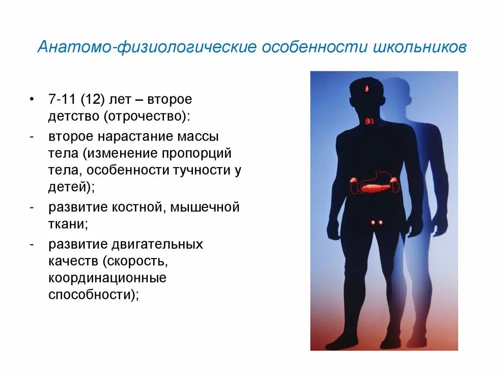 Физиологические особенности. Физиологические особенности среднего школьного возраста. Анатомо-физиологические особенности школьников. Афо костно-мышечной системы у детей школьного возраста. Анатомо физиологические особенности человека в подростковом возрасте