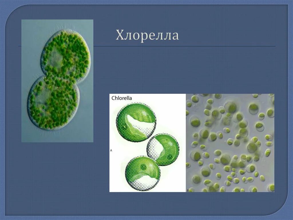 Чем хлорелла отличается от бактерии. Одноклеточная водоросль хлорелла. Циста хлореллы. Зеленые водоросли хлорелла. Одноклеточные растения хлорелла.