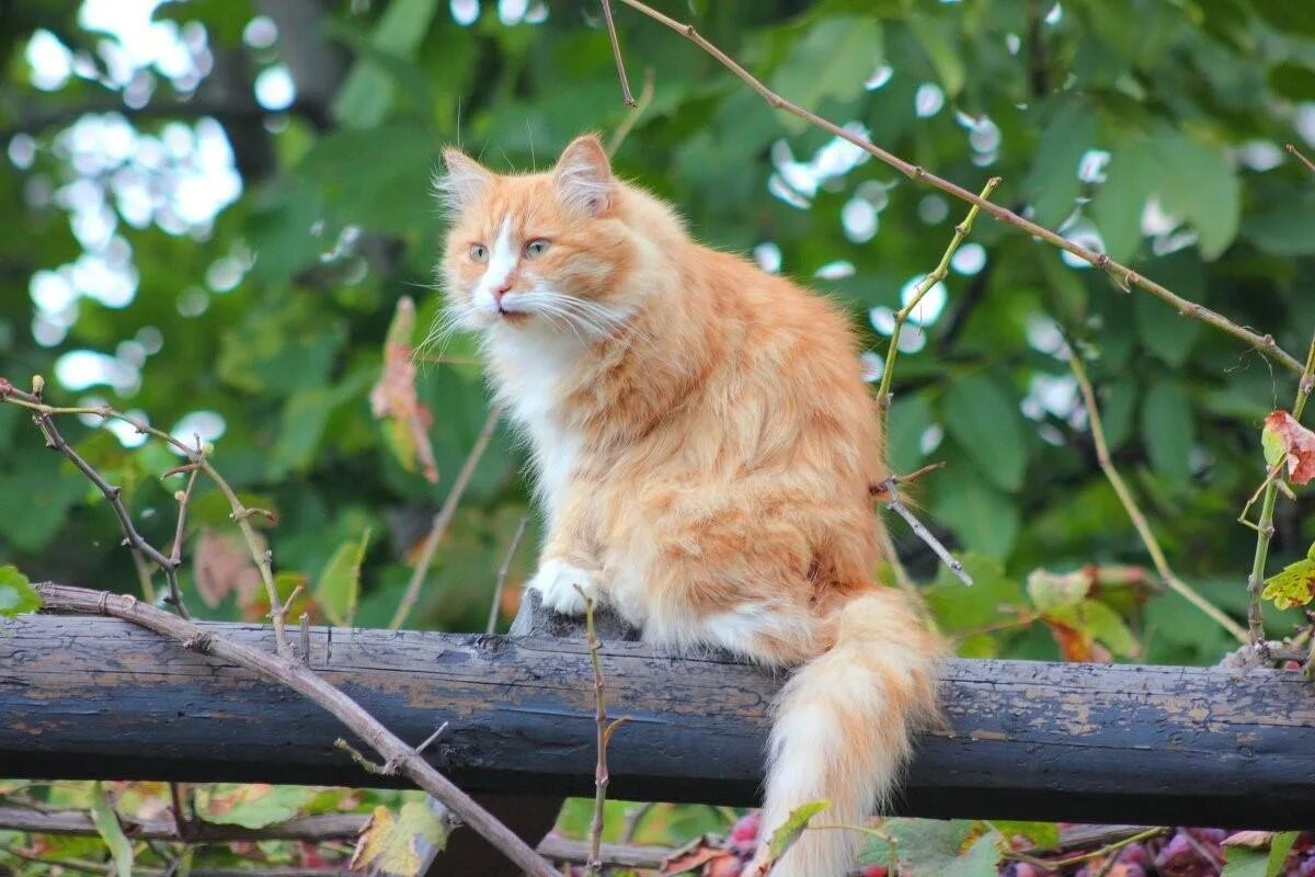 Рыжий кот ува. Норвежская лесная кошка рыжая. кот пушистый рыжий. рыжий кот на дереве. кошки на дереве.